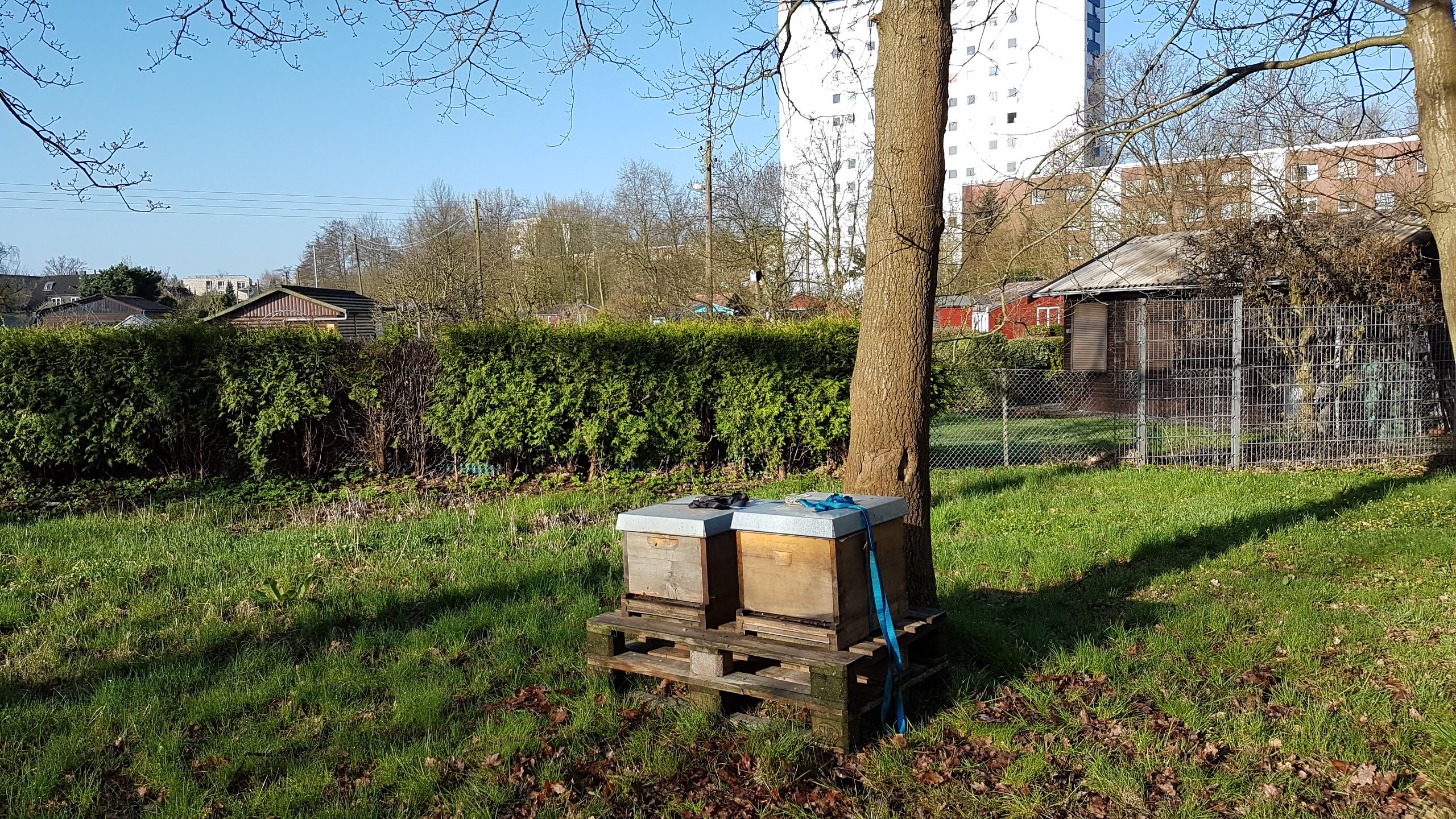 Kleingärten in der Stadt - ideale Voraussetzungen für unsere Bienen.